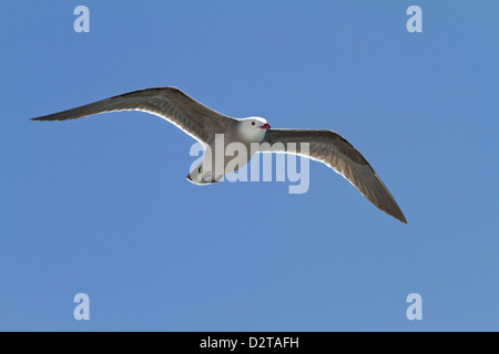 Heermann Möwe (Larus Heermanni), Isla Rasa, Golf von Kalifornien (Sea of Cortez), Mexiko, Nordamerika Stockfoto