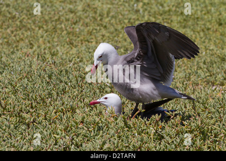 Heermann Möwen (Larus Heermanni) Paaren, Isla Rasa, Golf von Kalifornien (Sea of Cortez), Mexiko, Nordamerika Stockfoto