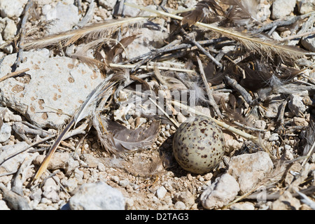 Heermann Möwe (Larus Heermanni) nest mit Ei, Isla Rasa, Golf von Kalifornien (Sea of Cortez), Mexiko, Nordamerika Stockfoto