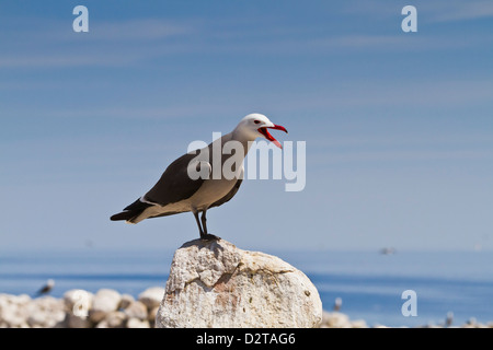 Heermann Möwe (Larus Heermanni), Isla Rasa, Golf von Kalifornien (Sea of Cortez), Mexiko, Nordamerika Stockfoto