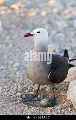 Heermann Möwe (Larus Heermanni) Erwachsene mit Ei, Isla Rasa, Golf von Kalifornien (Sea of Cortez), Mexiko, Nordamerika Stockfoto