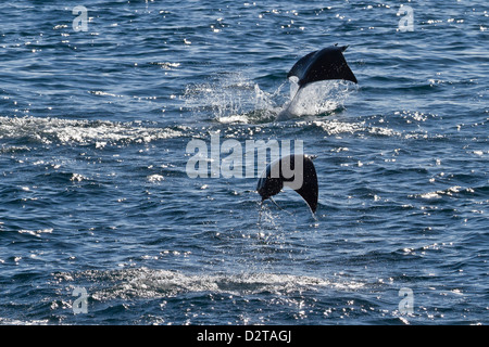 Erwachsenen Spinetail Mobula springen, Isla Espíritu Santo, Golf von Kalifornien (Sea of Cortez), Baja California Sur, Mexiko Stockfoto