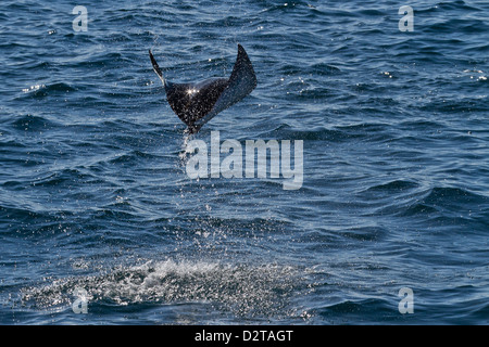 Erwachsenen Spinetail Mobula springen, Isla Espíritu Santo, Golf von Kalifornien (Sea of Cortez), Baja California Sur, Mexiko Stockfoto