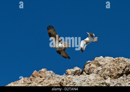 Erwachsenen Fischadler mit Fisch und gelb-footed Möwe, Golf von Kalifornien (Sea of Cortez) Baja California Sur, Mexiko Stockfoto