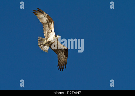 Erwachsenen Fischadler (Pandion Haliaetus) mit Fisch, Golf von Kalifornien (Sea of Cortez) Baja California Sur, Mexiko, Nordamerika Stockfoto