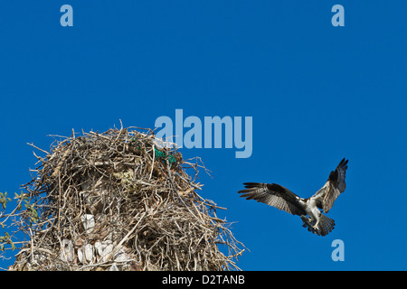 Erwachsenen Fischadler (Pandion Haliaetus) mit Fisch, Golf von Kalifornien (Sea of Cortez) Baja California Sur, Mexiko, Nordamerika Stockfoto