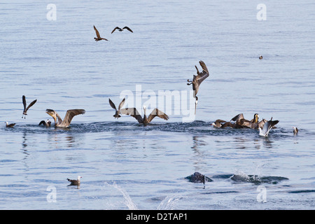 Braune Pelikane (Pelecanus Occidentalis) Tauchen-Tauchen, Golf von Kalifornien (Sea of Cortez), Baja California, Mexiko Stockfoto