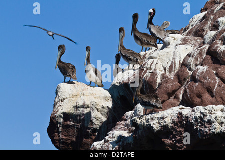 Braune Pelikane (Pelecanus Occidentalis), Golf von Kalifornien (Sea of Cortez), Baja California, Mexiko, Nordamerika Stockfoto