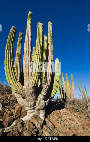 Cardon Kaktus (Pachycereus Pringlei), Isla Catalina, Golf von Kalifornien (Sea of Cortez), Baja California, Mexiko, Nordamerika Stockfoto