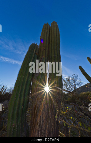 Cardon Kaktus (Pachycereus Pringlei), Isla Catalina, Golf von Kalifornien (Sea of Cortez), Baja California, Mexiko, Nordamerika Stockfoto