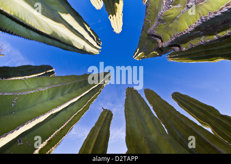 Cardon Kaktus (Pachycereus Pringlei), Isla Catalina, Golf von Kalifornien (Sea of Cortez), Baja California, Mexiko, Nordamerika Stockfoto