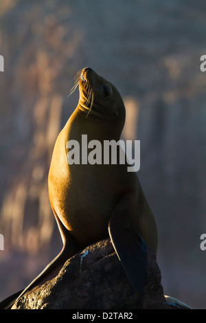 Kalifornische Seelöwe (Zalophus Californianus), Los Islotes, Golf von Kalifornien (Sea of Cortez), Baja California Sur, Mexiko Stockfoto