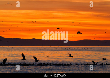 Sunrise, Isla Rasa, Golf von Kalifornien (Sea of Cortez), Baja California, Mexiko, Nordamerika Stockfoto