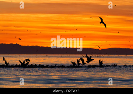 Sunrise, Isla Rasa, Golf von Kalifornien (Sea of Cortez), Baja California, Mexiko, Nordamerika Stockfoto