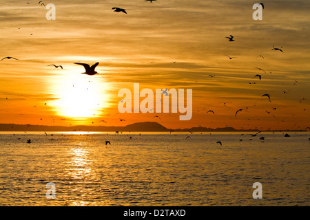 Sunrise, Isla Rasa, Golf von Kalifornien (Sea of Cortez), Baja California, Mexiko, Nordamerika Stockfoto