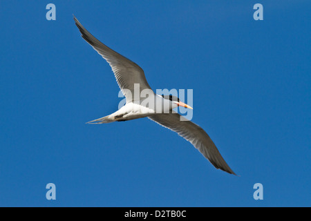 Elegante Seeschwalbe (Thalasseus Elegans) im Flug, Isla Rasa, Golf von Kalifornien (Sea of Cortez), Baja California, Mexiko Stockfoto