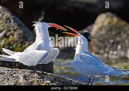 Elegante Seeschwalben (Thalasseus Elegans), Isla Rasa, Golf von Kalifornien (Sea of Cortez), Baja California, Mexiko, Nordamerika Stockfoto