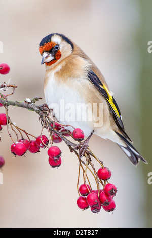 Europäische Stieglitz (Zuchtjahr Zuchtjahr) thront auf einem Strauch mit roten Beeren, Soft-Fokus hellen Hintergrund Stockfoto