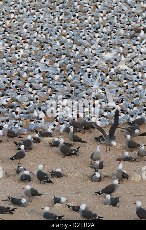 Elegante Seeschwalbe und Heermann Möve Zucht Kolonie, Isla Rasa, Golf von Kalifornien (Sea of Cortez), Baja California, Mexiko Stockfoto