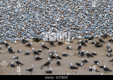 Elegante Seeschwalbe und Heermann Möve Zucht Kolonie, Isla Rasa, Golf von Kalifornien (Sea of Cortez), Baja California, Mexiko Stockfoto