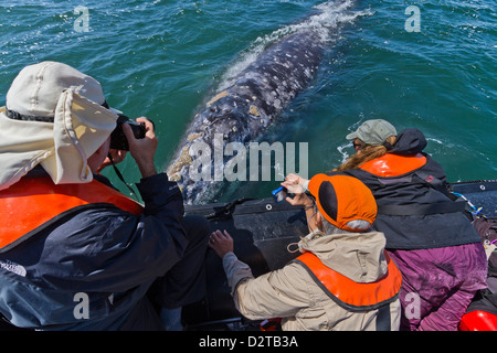 California Grauwal (Eschrichtius Robustus) und aufgeregt Wal-Beobachter, San Ignacio Lagune, Baja California Sur, Mexiko Stockfoto