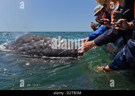 California Grauwal (Eschrichtius Robustus) und aufgeregt Wal-Beobachter, San Ignacio Lagune, Baja California Sur, Mexiko Stockfoto