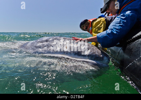 California Grauwal (Eschrichtius Robustus) und aufgeregt Wal-Beobachter, San Ignacio Lagune, Baja California Sur, Mexiko Stockfoto