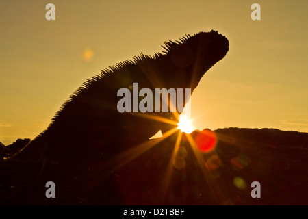 Galapagos marine Iguana (Amblyrhynchus Cristatus), Fernandina Insel, Galapagos-Inseln, Ecuador Stockfoto