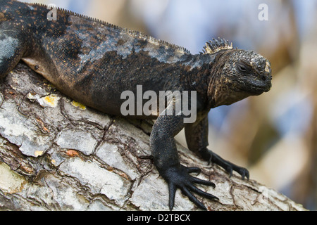 Galapagos marine Iguana (Amblyrhynchus Cristatus), Puerto Ayora, Santa Cruz Island, Galapagos-Inseln, Ecuador, Südamerika Stockfoto