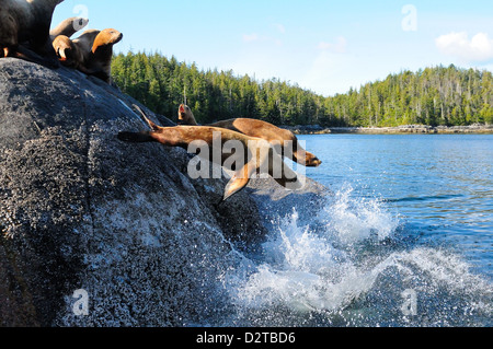 Stellar Seelöwen, Kanada, Nordamerika Stockfoto