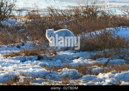 Polarfuchs auf Eis, Wapusk-Nationalpark, Manitoba, Kanada, Nordamerika Stockfoto