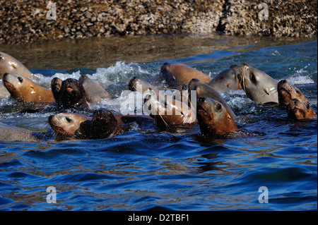 Seelöwen auf den Pazifischen Ozean in der Great Bear Rainforest, Britisch-Kolumbien, Kanada, Nordamerika Stockfoto