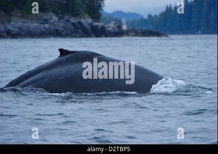 Buckelwal taucht in den Pazifik, Great Bear Rainforest, Britisch-Kolumbien, Kanada, Nordamerika Stockfoto