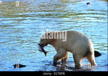 Spirit Bear (Kermode Bär) mit Lachs zu fangen, Great Bear Rainforest, Britisch-Kolumbien, Kanada, Nordamerika Stockfoto