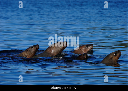 Seelöwen gemeinsam bewegen in Meer, Great Bear Rainforest, Britisch-Kolumbien, Kanada, Nordamerika Stockfoto