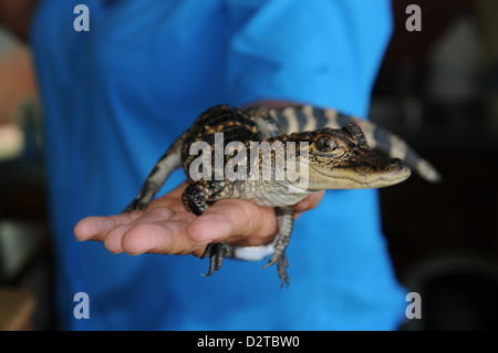 Baby-Alligator, Louisiana, Vereinigte Staaten von Amerika, Nordamerika Stockfoto