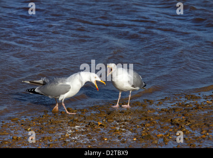 paar von Silbermöwen Larus Argentatus in einander anrufen Stockfoto