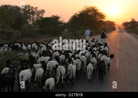 Hirten und Herde wieder zu Hause, wenn die Sonne untergeht, Gujarat, Indien, Asien Stockfoto