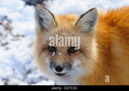 Rotfuchs, Wapusk-Nationalpark, Manitoba, Kanada, Nordamerika Stockfoto