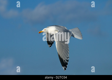 Einzelne Silbermöwe Larus Agentatus im Flug Nordsee Norfolk Stockfoto