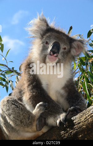 Koala Bär, Melbourne, Victoria, Australien, Pazifik Stockfoto