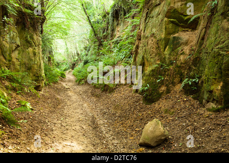 Eine alte Holloway (Hölle Lane) schneidet einen tiefen Weg zwischen den Dörfern Symondsbury und North Chideock in West Dorset, England Stockfoto