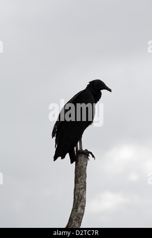 Mönchsgeier, Coragyps Atratus, sitzt auf einem Pfosten in der Nähe von Volcan in der Provinz Chiriqui, Republik von Panama. Stockfoto