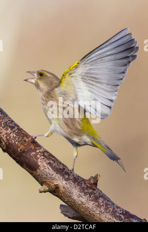 Europäischen Grünfink (Zuchtjahr Chloris) Erwachsene, bestreiten am Feeder, Pembrokeshire, Wales, Januar Stockfoto