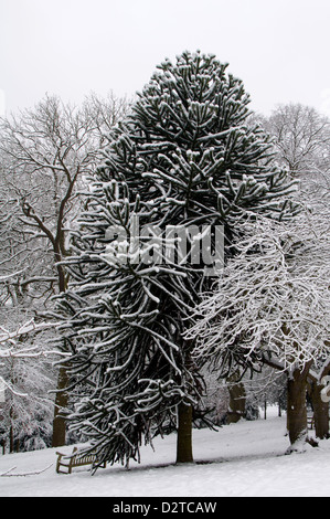 Affe Puzzle Baum, Araucaria Araucana, mit Schnee auf Stockfoto