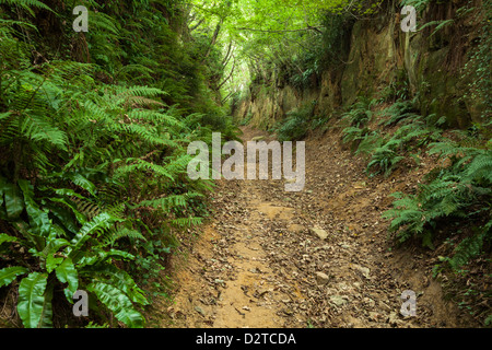 Eine alte Holloway (Hölle Lane) schneidet einen tiefen Weg zwischen den Dörfern Symondsbury und North Chideock in West Dorset, England Stockfoto