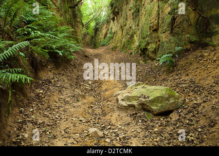 Eine alte Holloway (Hölle Lane) schneidet einen tiefen Weg zwischen den Dörfern Symondsbury und North Chideock in West Dorset, England Stockfoto