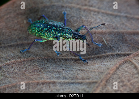 Käfer Käfer in ein Blatt zu Burbayar, Provinz Panama, Republik von Panama. Stockfoto