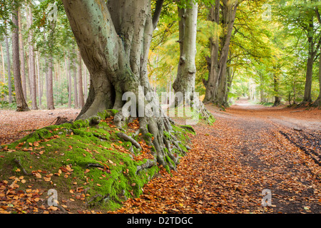 Alte Buche säumen eine versunkene Spur innerhalb der Buche Allee der Harlestone Tannen im frühen Herbst, in der Nähe von Northampton, Northamptonshire, England Stockfoto