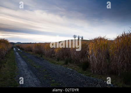 Ein Feldweg (Teil von Macmillan Weg Weg) durchschneidet eine Ernte von Elefantengras (Miscanthus) im November in der Nähe von Holdenby in Northamptonshire, England Stockfoto